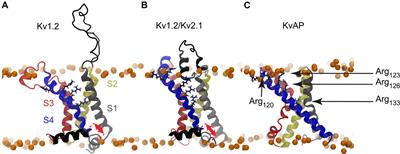 The Voltage-Dependent Deactivation of the KvAP Channel Involves the Breakage of Its S4 Helix